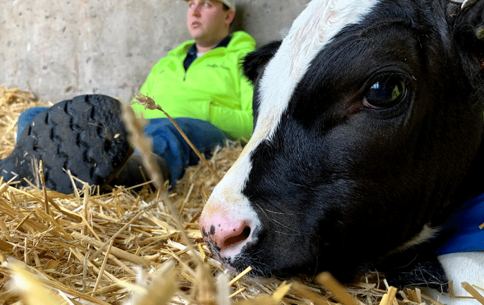 person sitting next to a cow