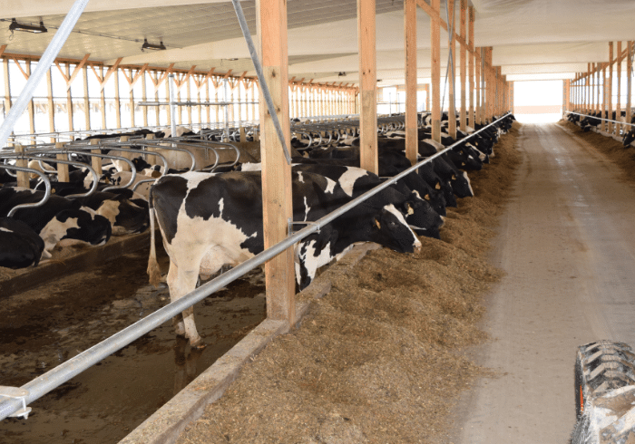 Students Can Visit a Northern New York Dairy Farm Without Leaving Their School or Home