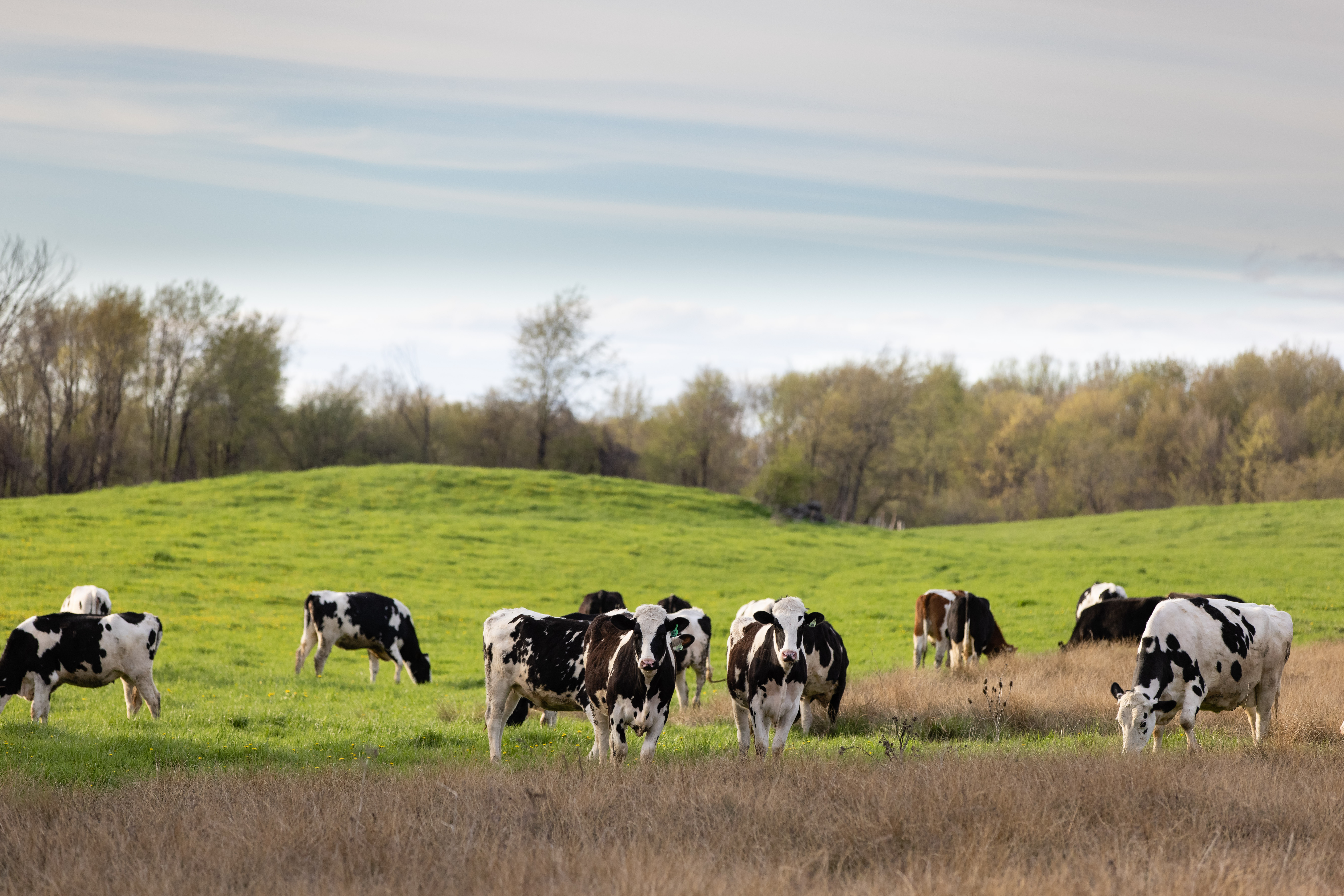 Herd of cows grazing in a field