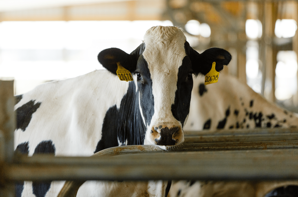 Lewis County Dairy Farm to be Featured on New Video Series