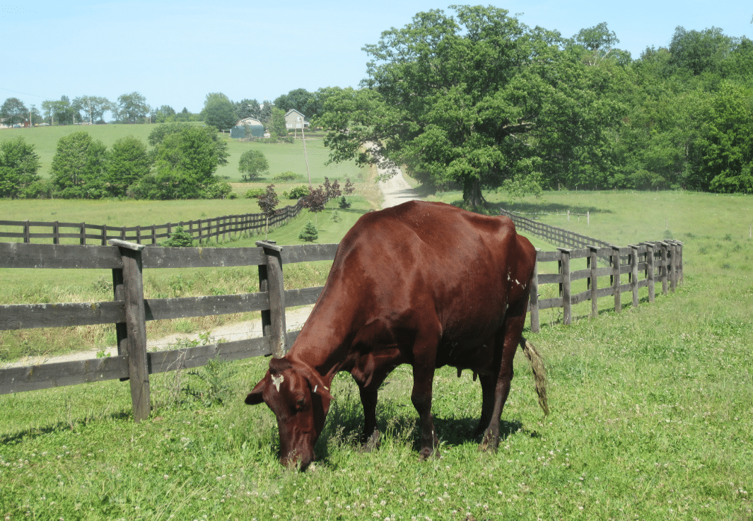 Shorthorn cow grazing in a field