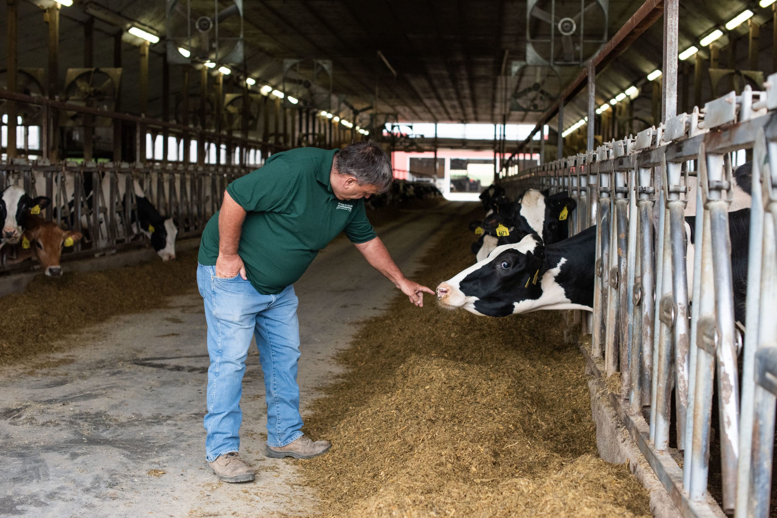Man petting a black and white cow