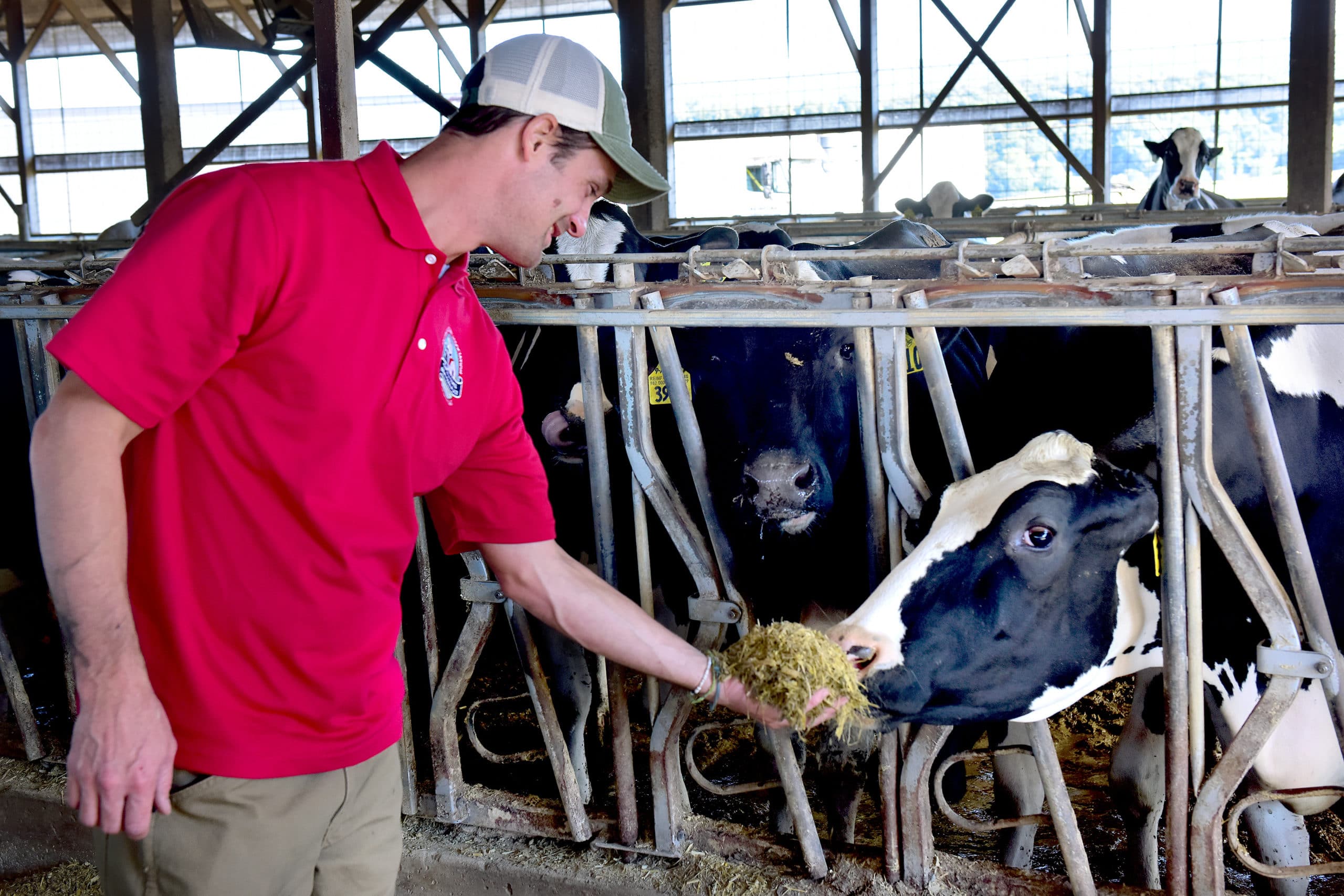 Man feeding hay to a cow