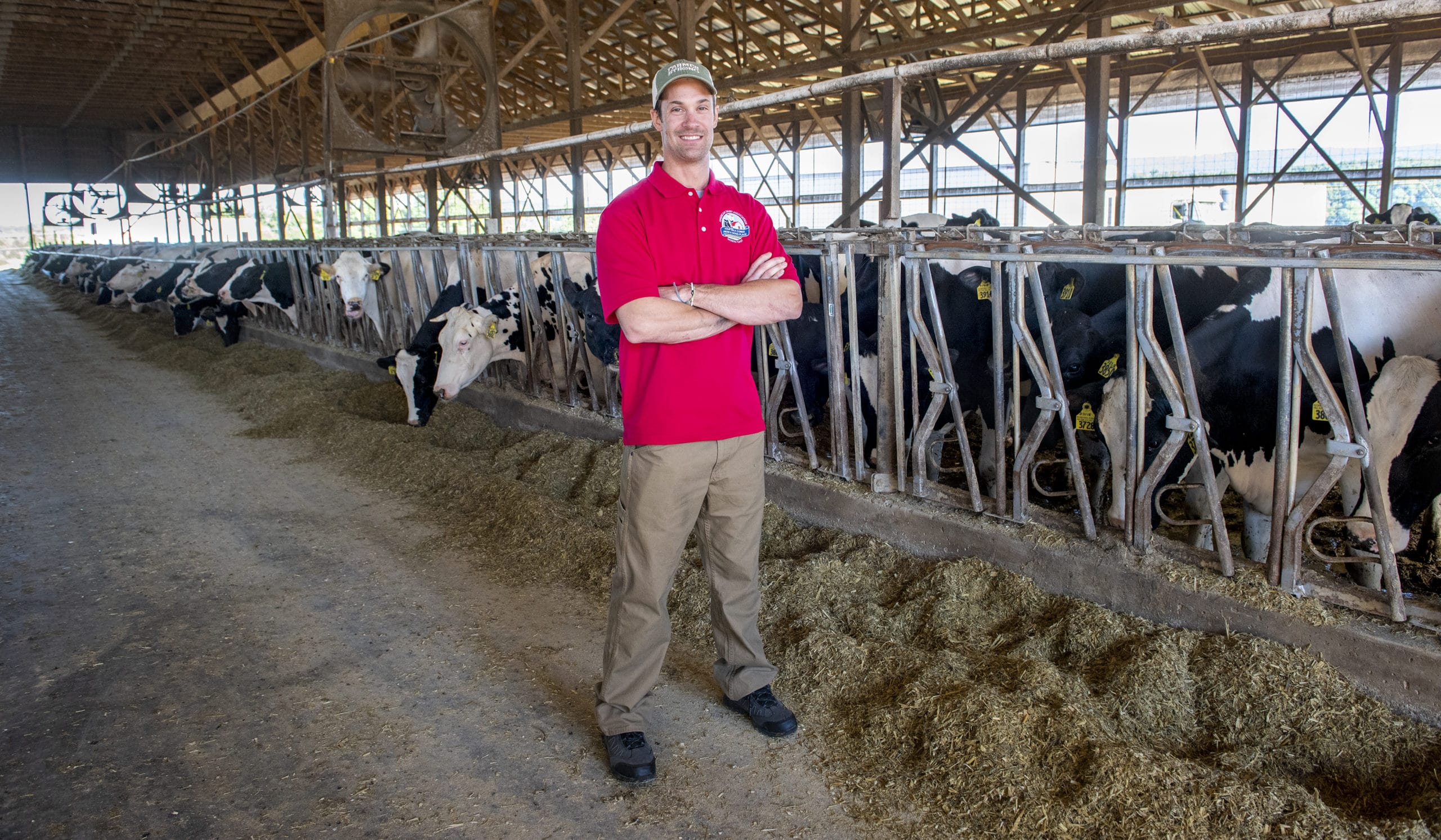 Man standing in front of a row of cows