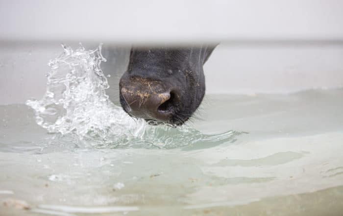 Snout of a cow drinking