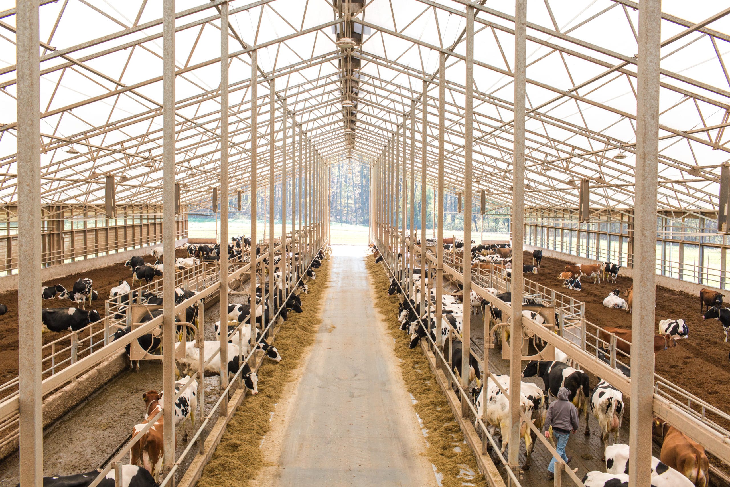 Crane shot of a cow barn