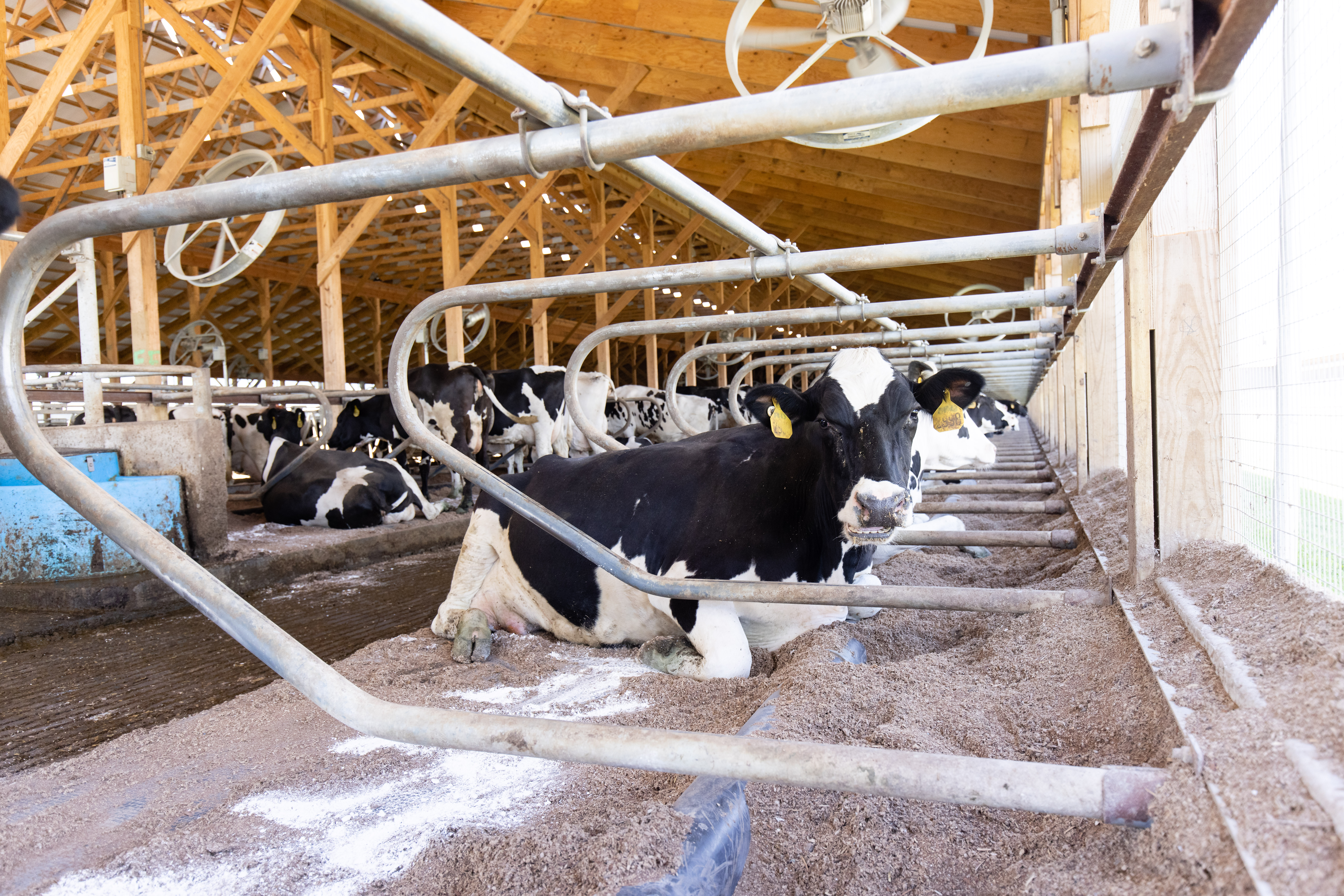 Recycled sand, which stays cool in the summer, is used by some farmers as cow bedding to keep cows cool during heat waves.