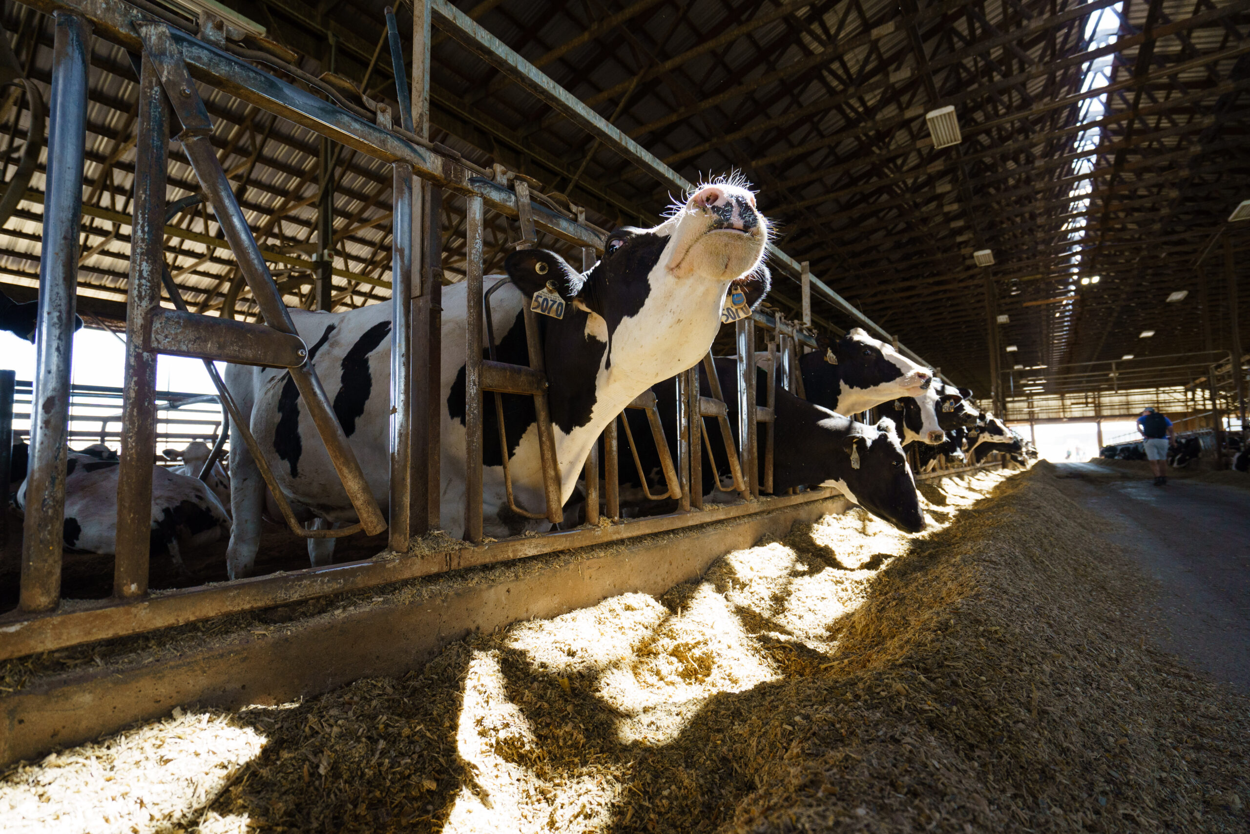 Beat the Heat blog – 1 Cow in barn staying cool in the shade.