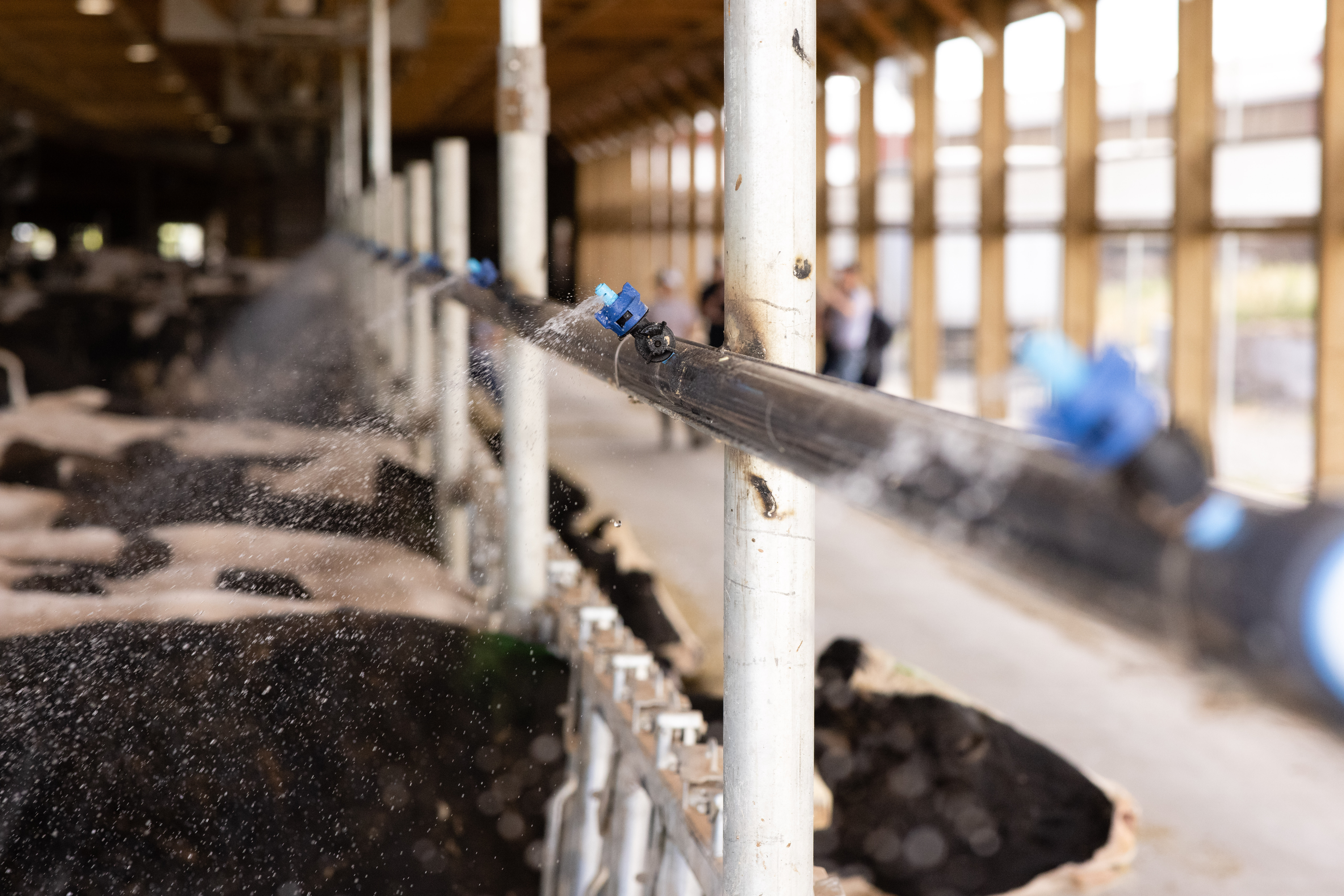 Beat the Heat blog – 3 Misters in a cow barn spraying on cows to keep them cool.