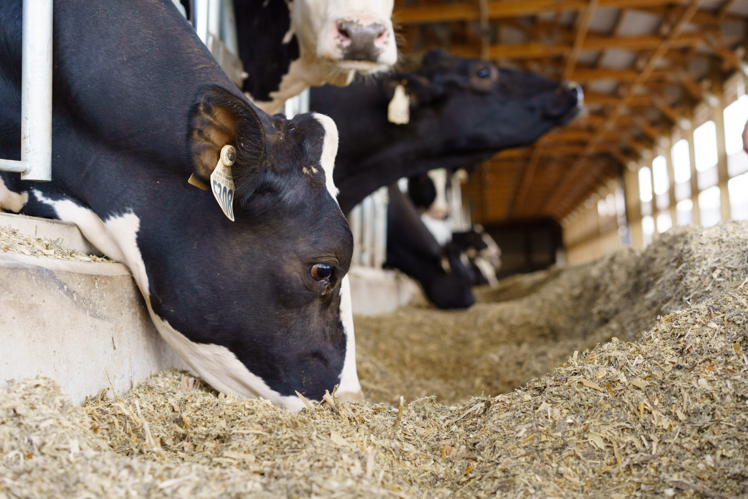 Beat the Heat blog – 5 Cows eating during cooler time of the day to help minimize heat.