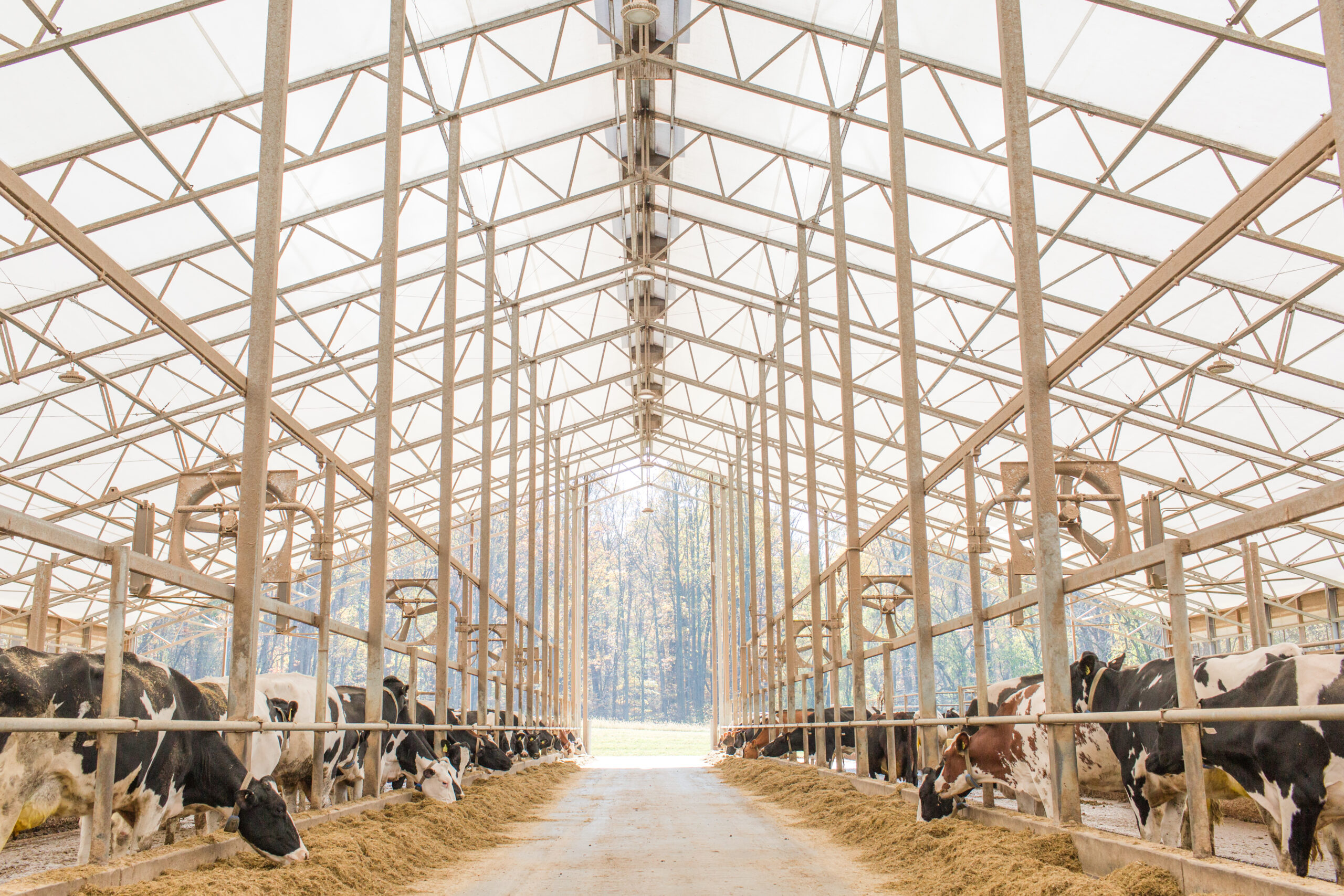 Beat the Heat blog – 6 A large airy barn which is optimal for cooling airflow.