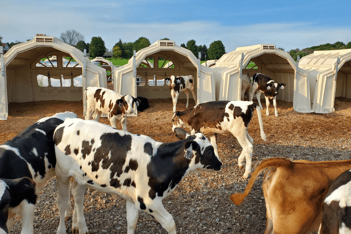 Beat the Heat blog – 9 Calves in and around calf hutches to help keep them cool and in the shade.