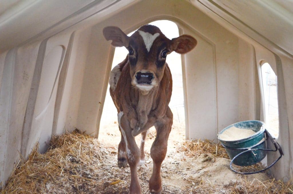 Naturally vented calf hutches help calves stay cool.