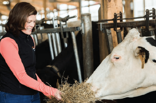 Woman feeding hay to a cow