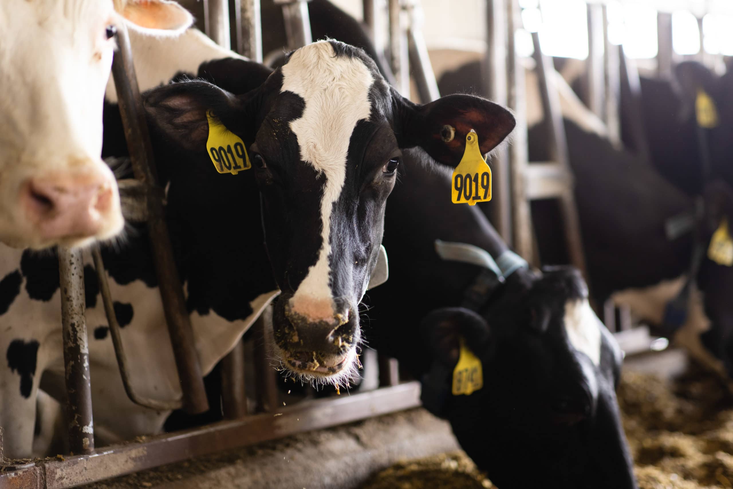 Newsletter Sign Up American Dairy Association North East