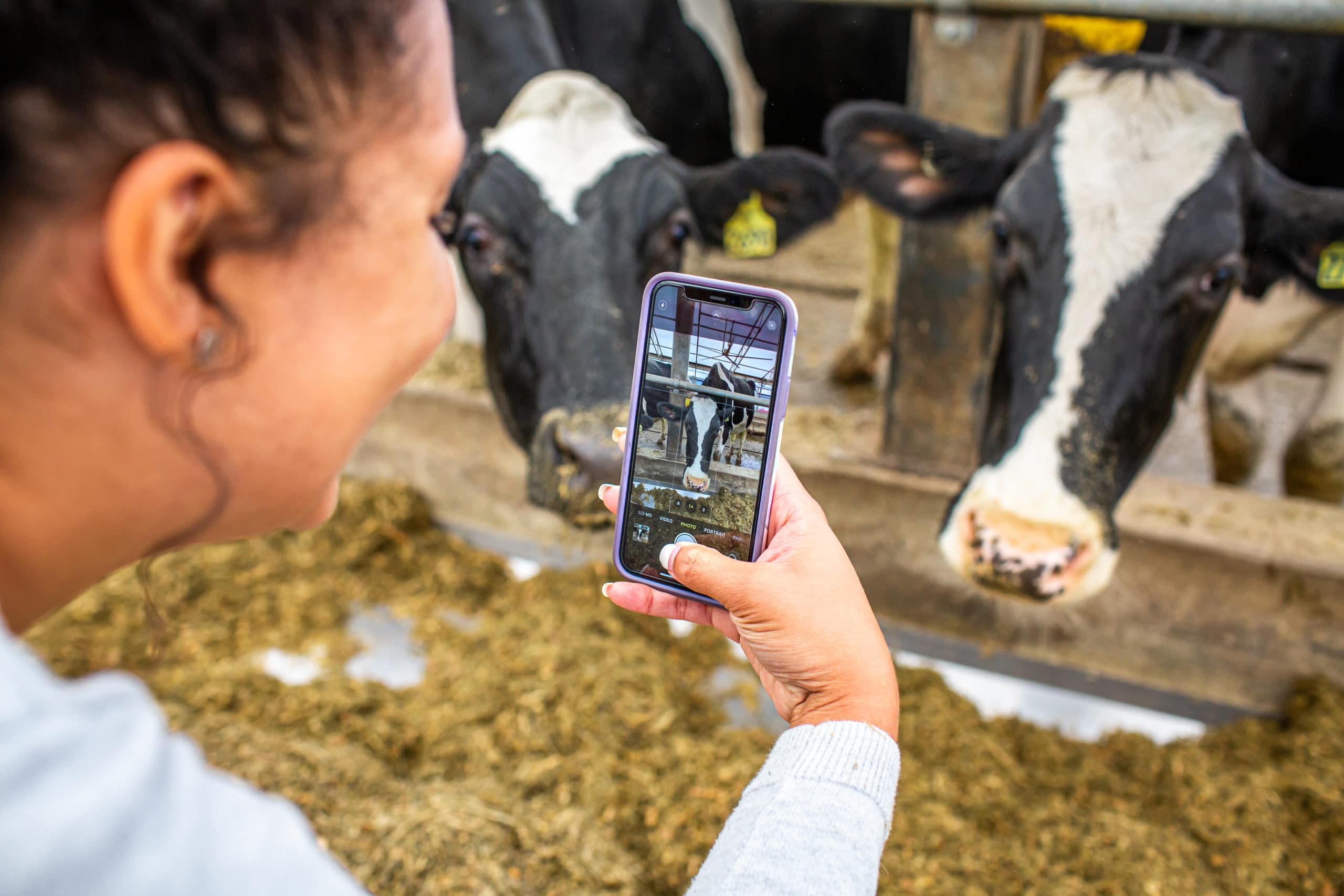 Woman taking a picture of a cow