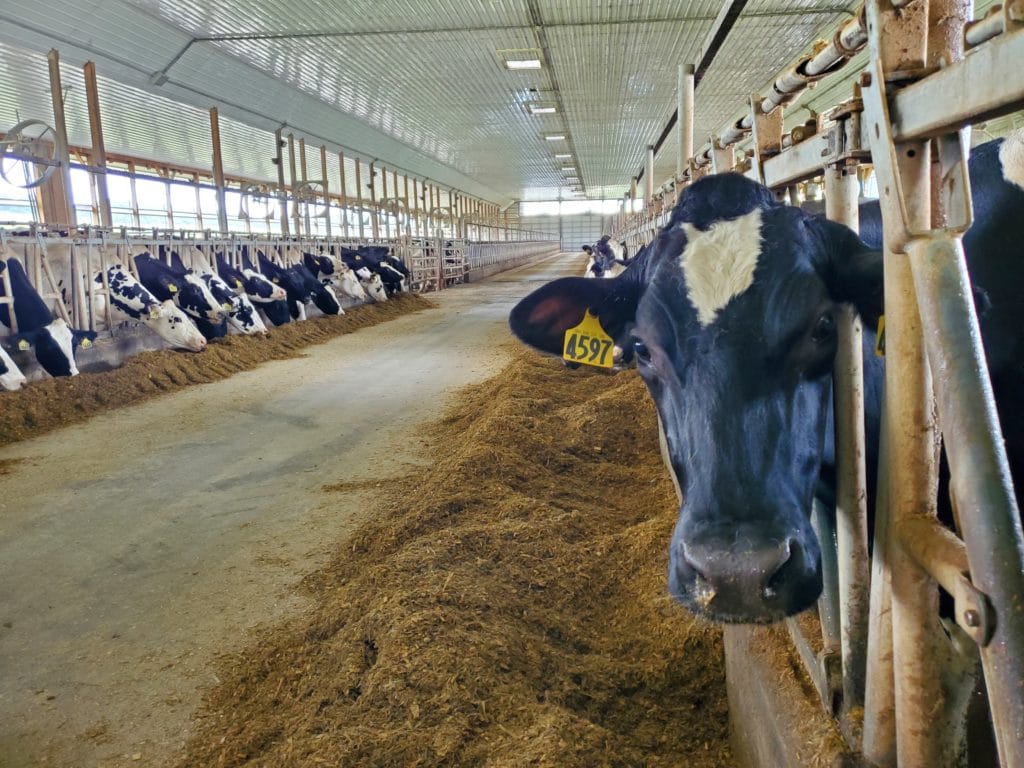 holstein looking at camera