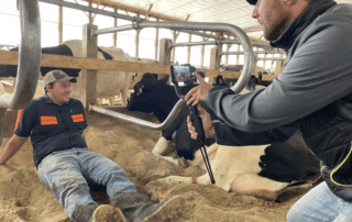 Man laying in cow barn being filmed