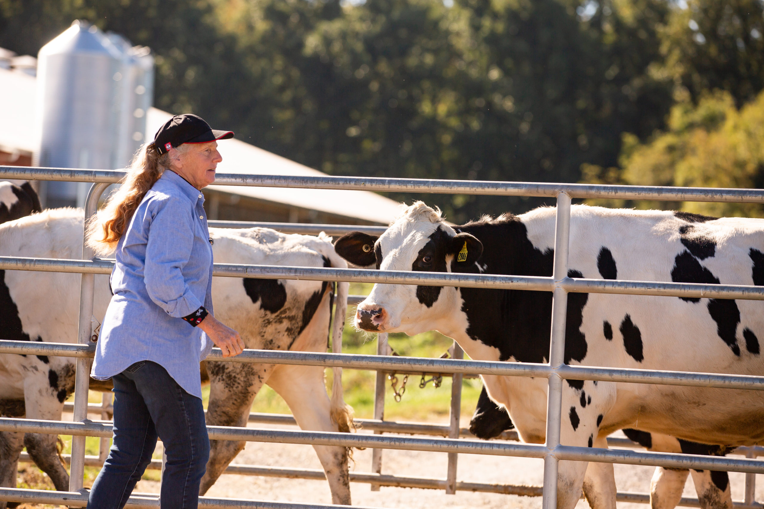 A woman standing in front of a herd of dairy cows outside a barn.