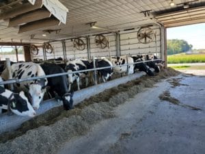 dairy barn