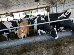 holsteins eating