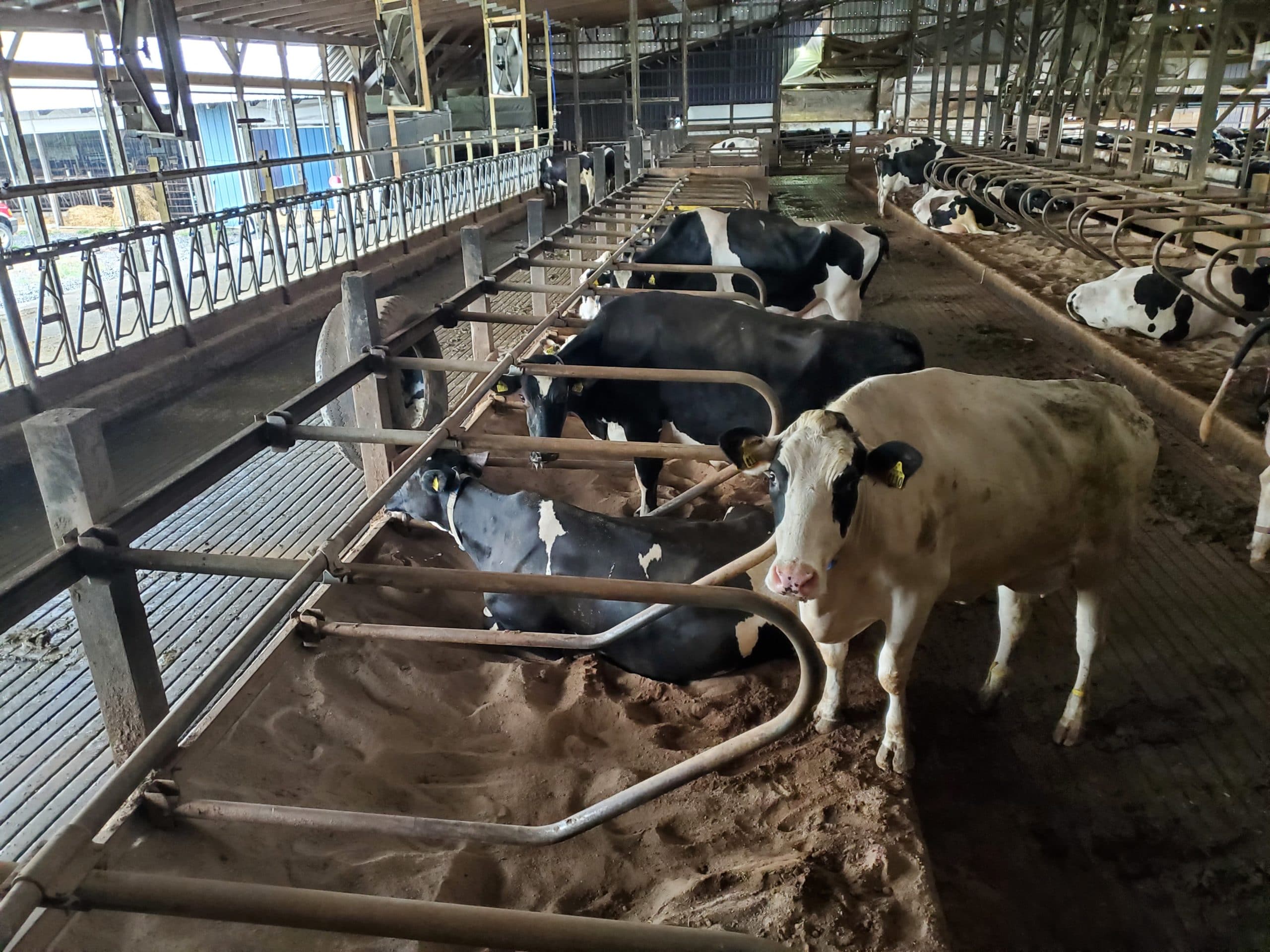 cows in a barn