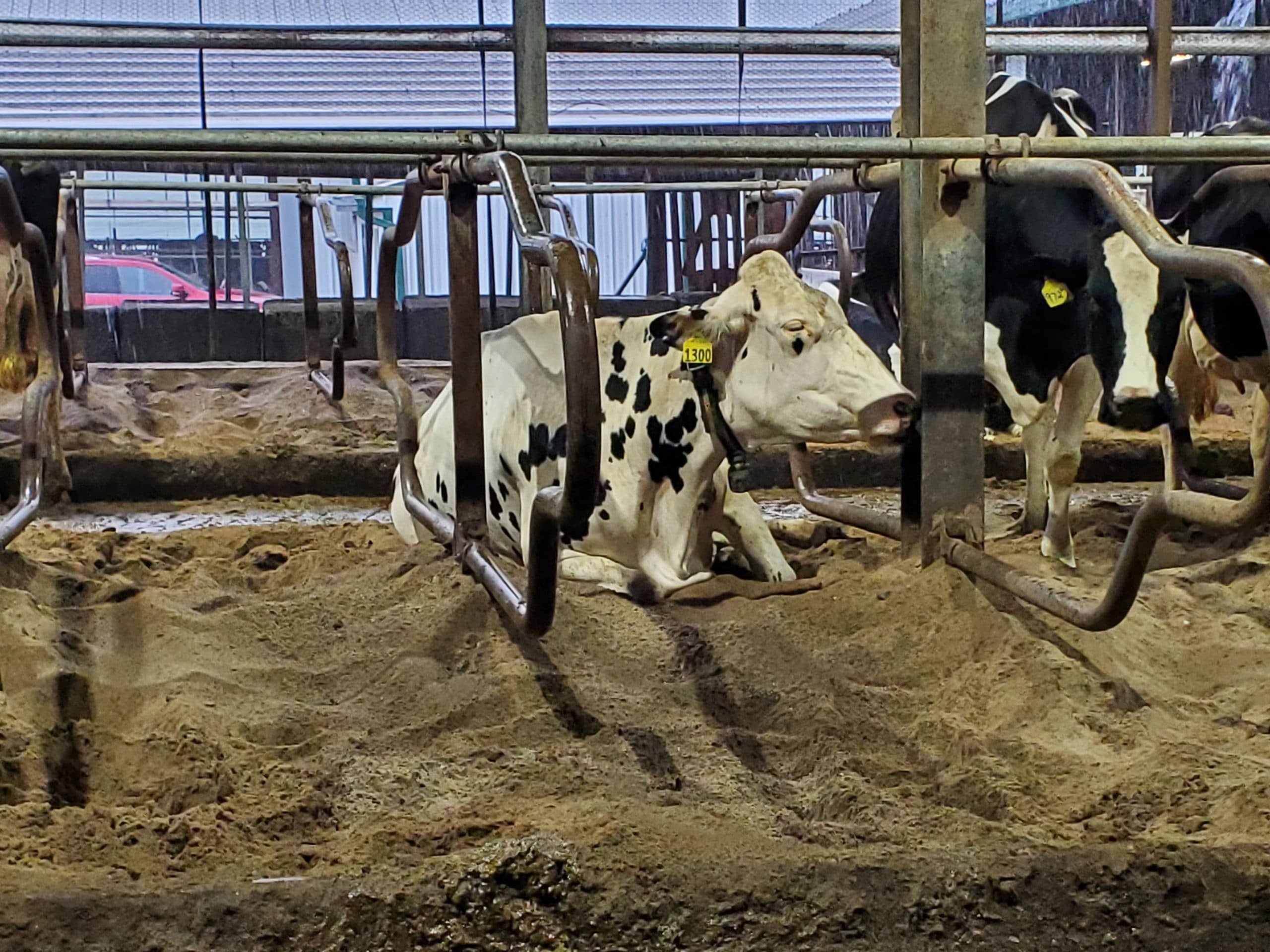 cow laying on a sand bed