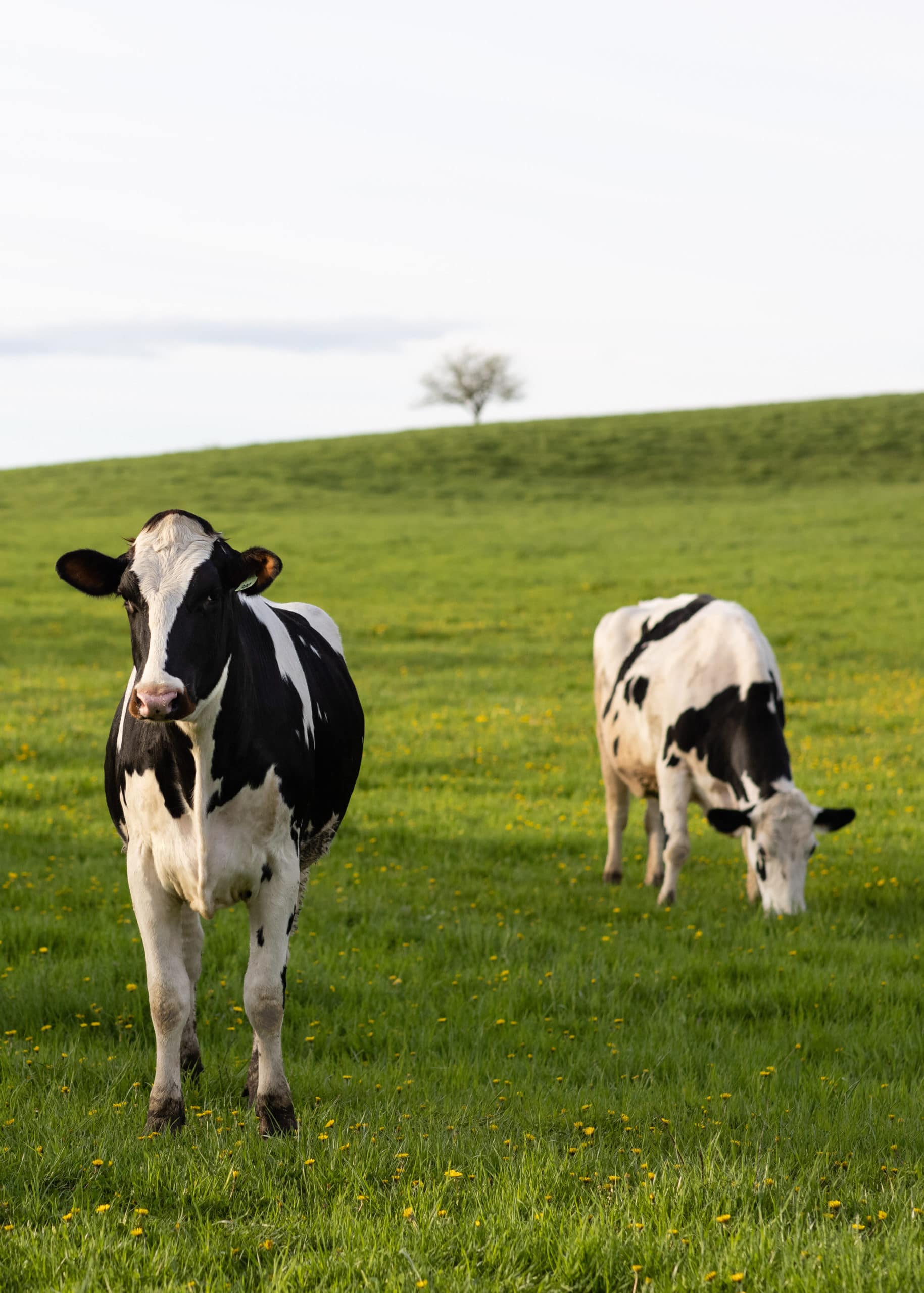 pasture cows