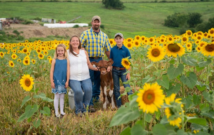 Family of farmers standing with a calf in a sunflower field