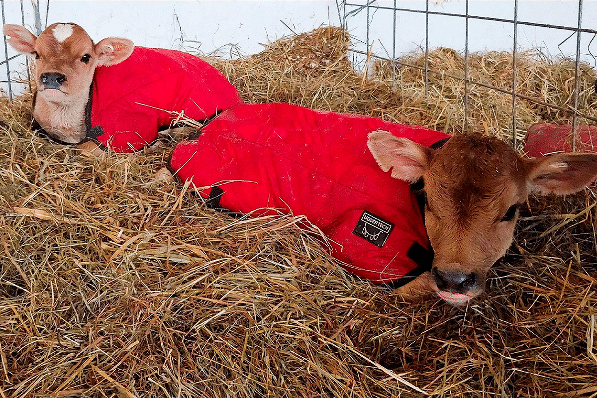 ¿Cómo Los Granjeros Mantienen las Vacas Cómodas Durante el Invierno?