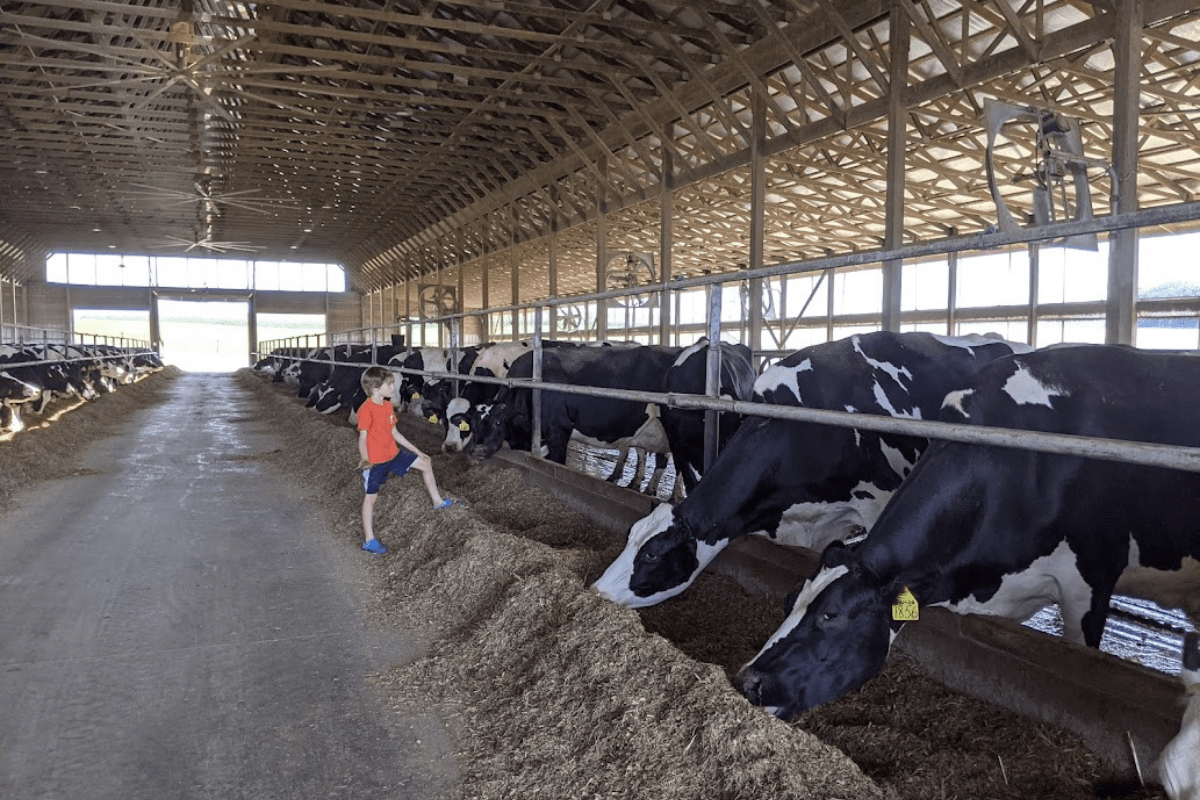 Meet the 2021 Dairying for Tomorrow Award Winners