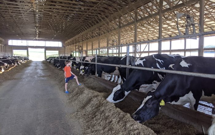 Young boy watching cows feeding in a barn