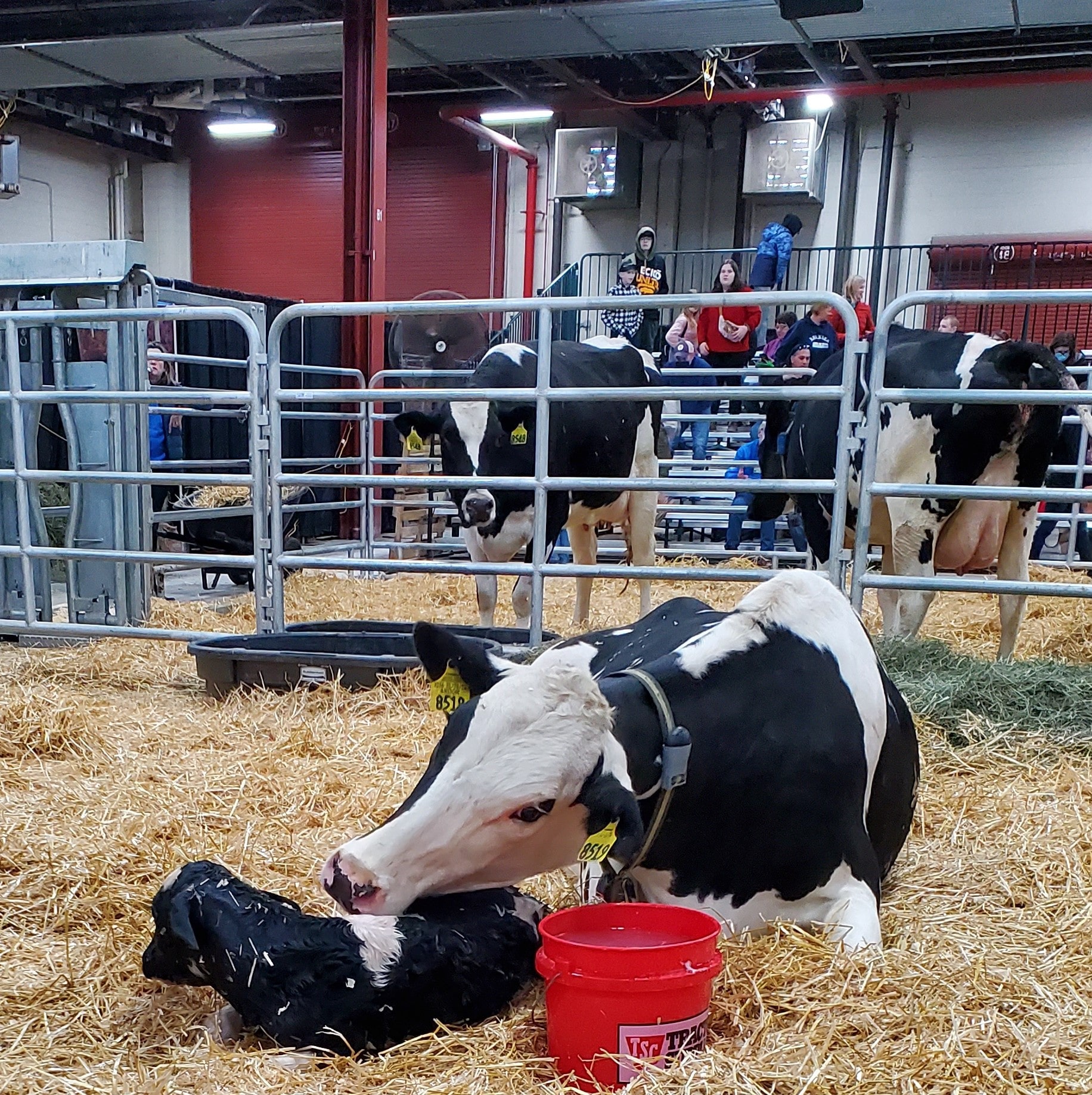 Pennsylvania Farm Show Calving Corner Draws Hundreds of Consumers to Learn about Dairy