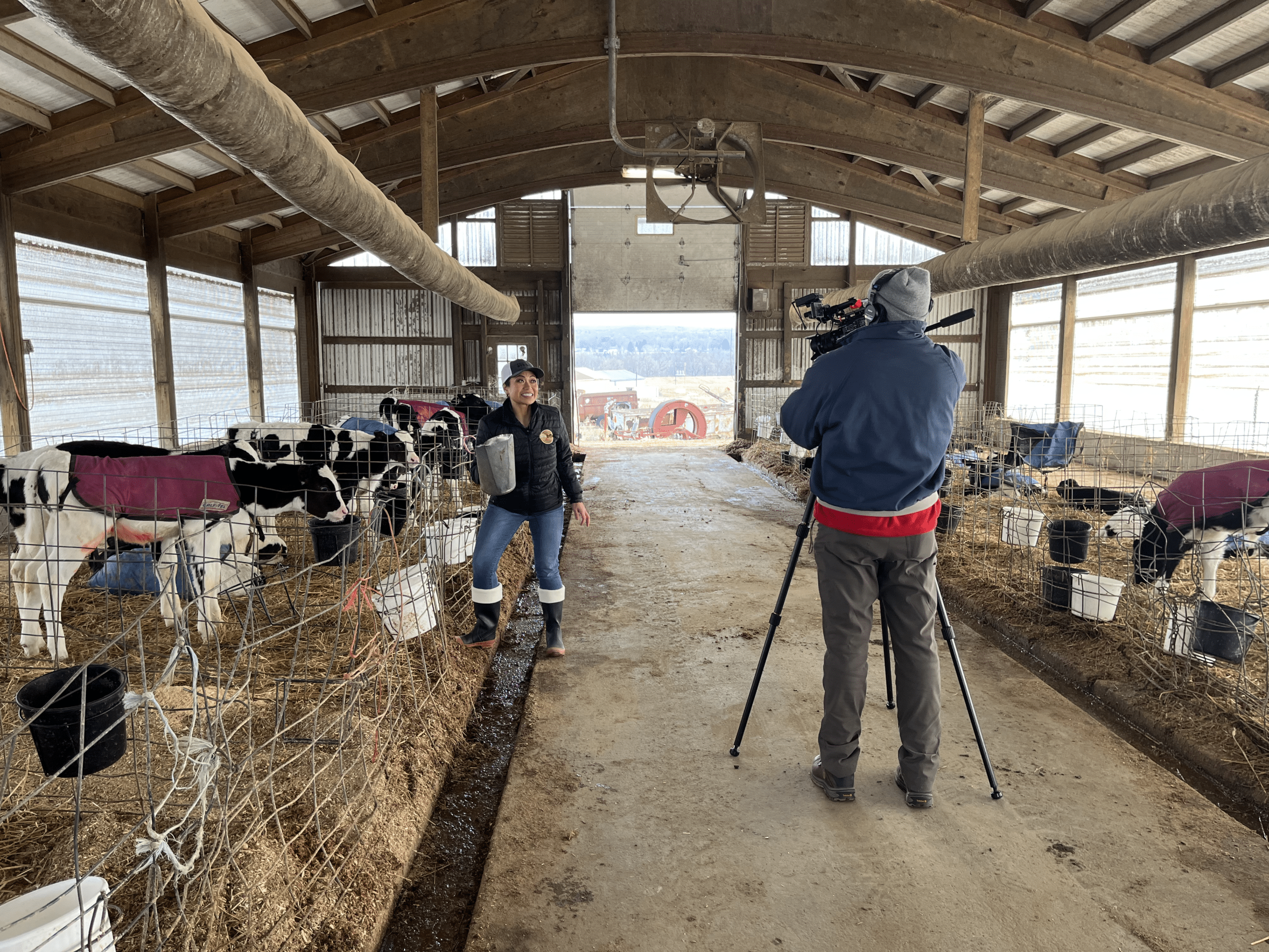 Woman filmed demonstrating how to feed a cow