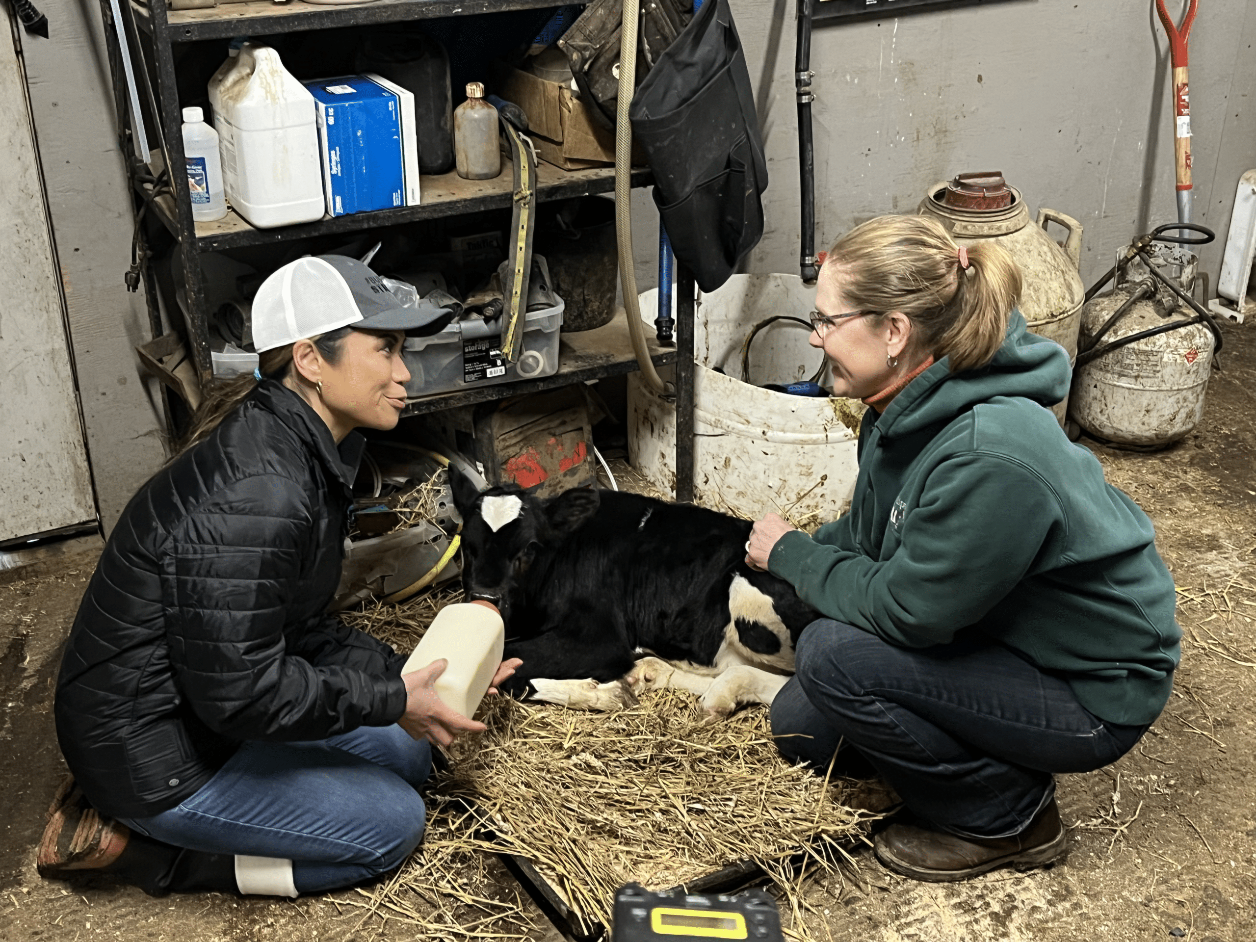 women talking while nursing a calf