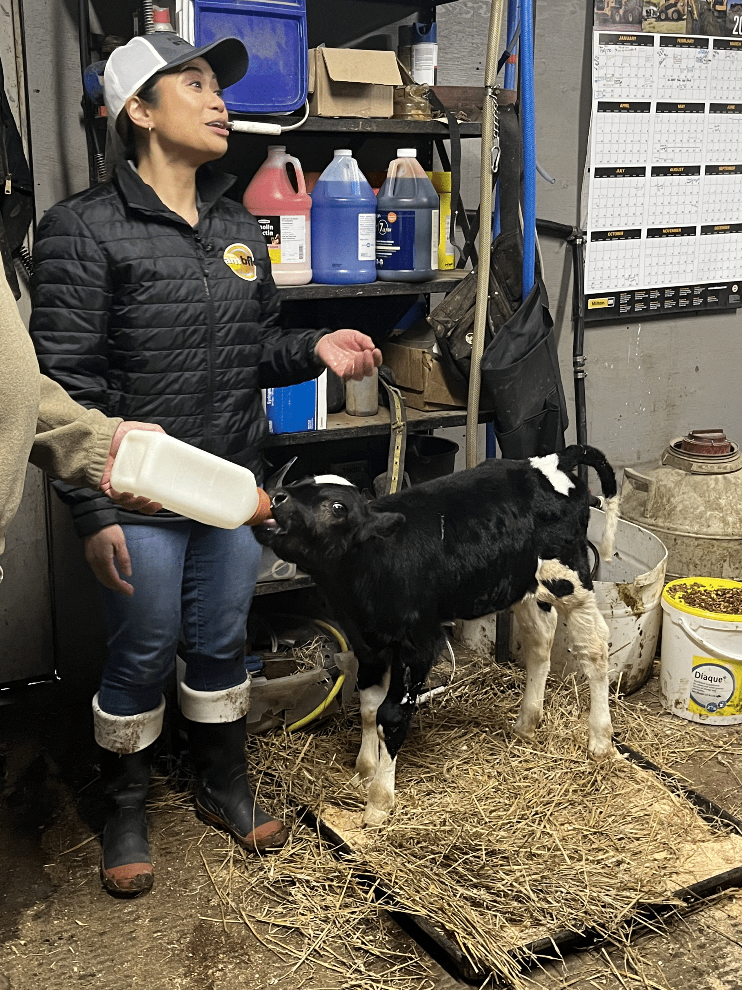 Woman demonstrating how to nurse a calf