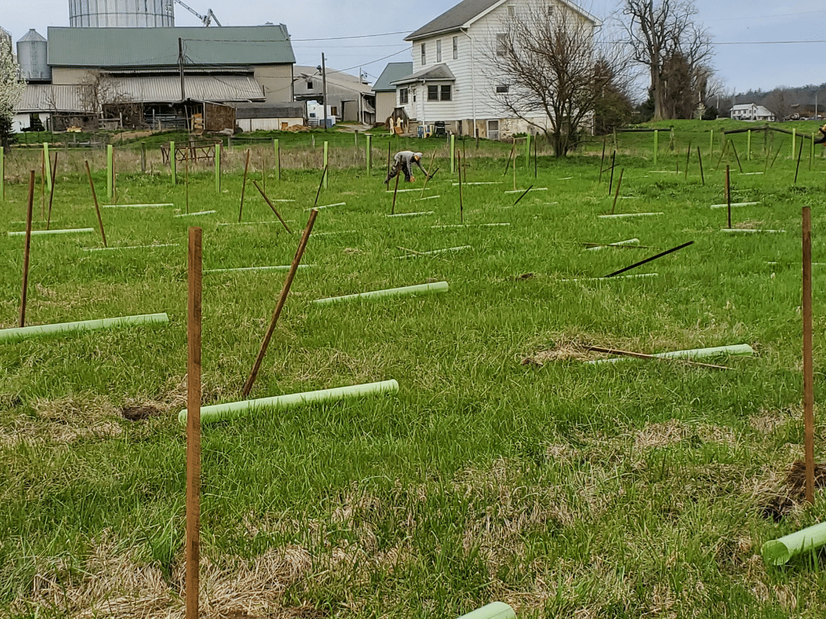 Pennsylvania Dairy Farmer Participates in Riparian Buffer Campaign to Protect Waterways