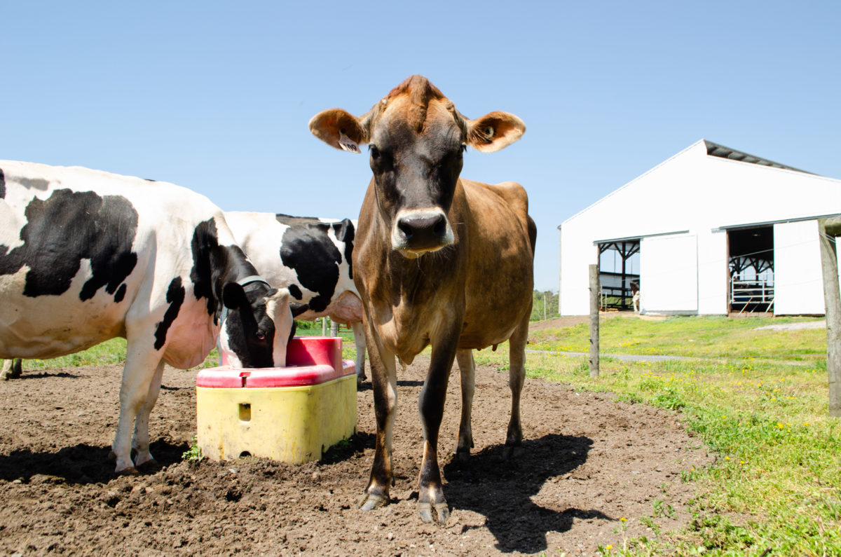 Aania Rind Overcoming Obstacles | American Dairy Association North East