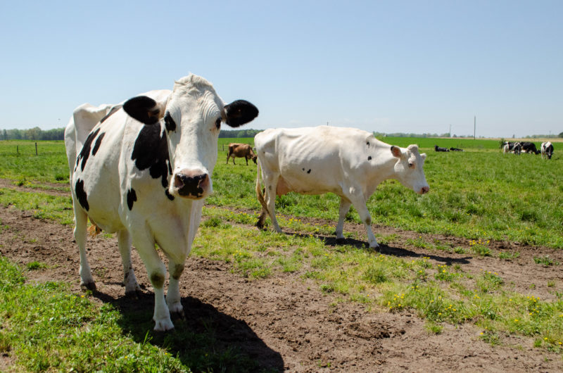 Aania Rind Overcoming Obstacles | American Dairy Association North East