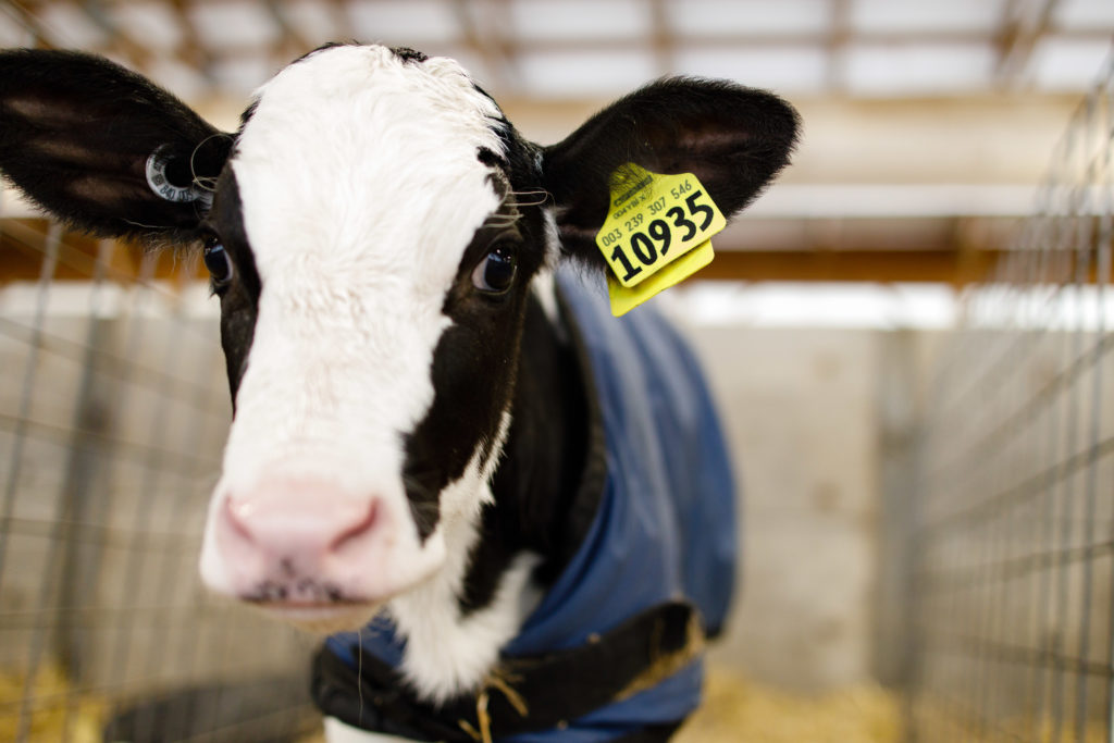 A dairy cow inside a barn wearing a blue jacket and an ear tag.