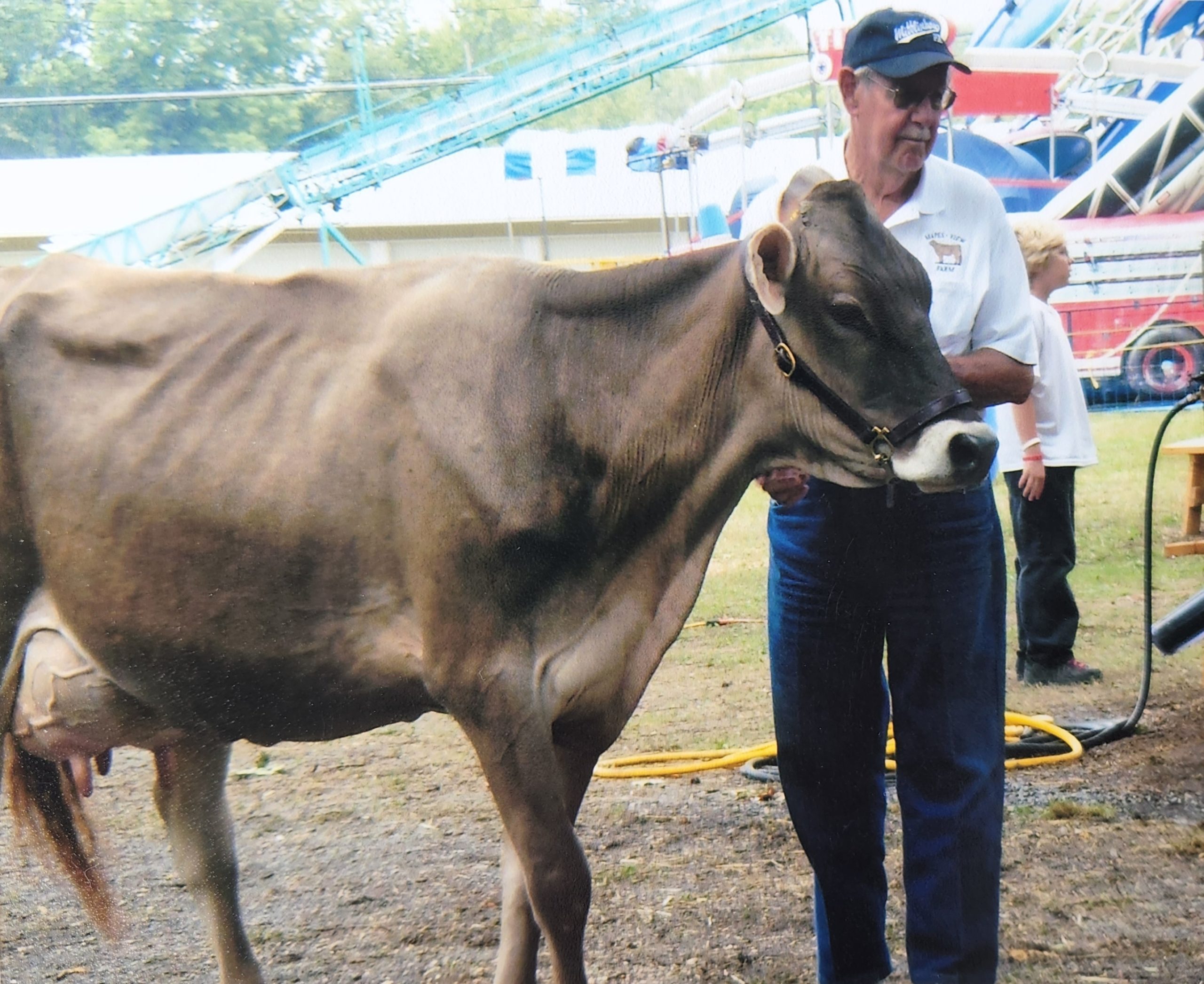 A dairy senior man next to a dairy cow.