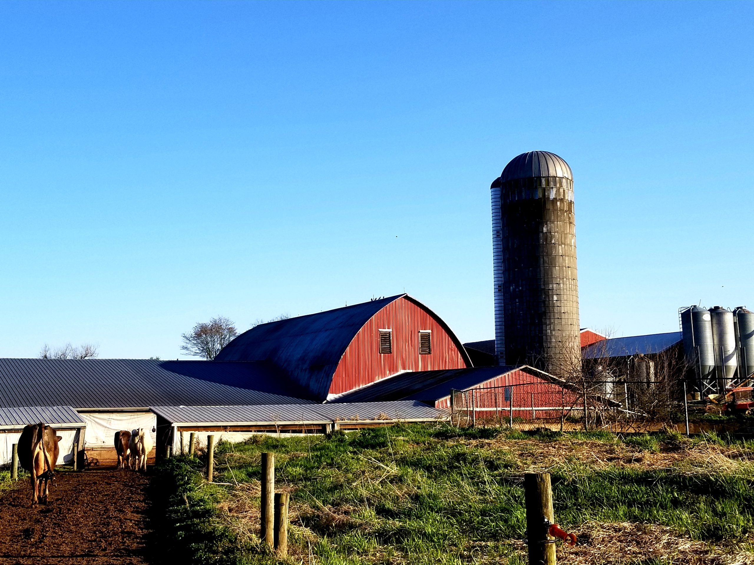 A dairy farm with a red barn and 3 dairy cows walking alongside a field.