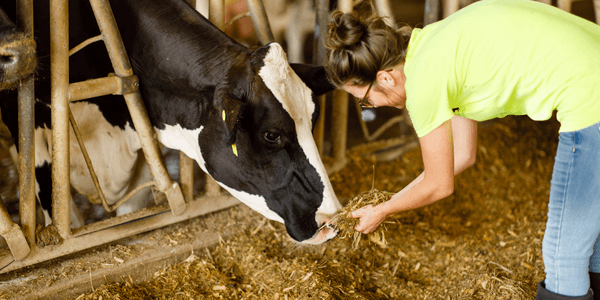 A happy dairy farmer in a yellow t-shirt feeding a dairy cow inside a barn.