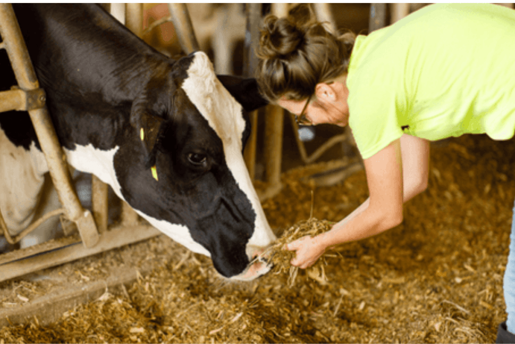 A happy dairy farmer in a yellow t-shirt feeding a dairy cow inside a barn.
