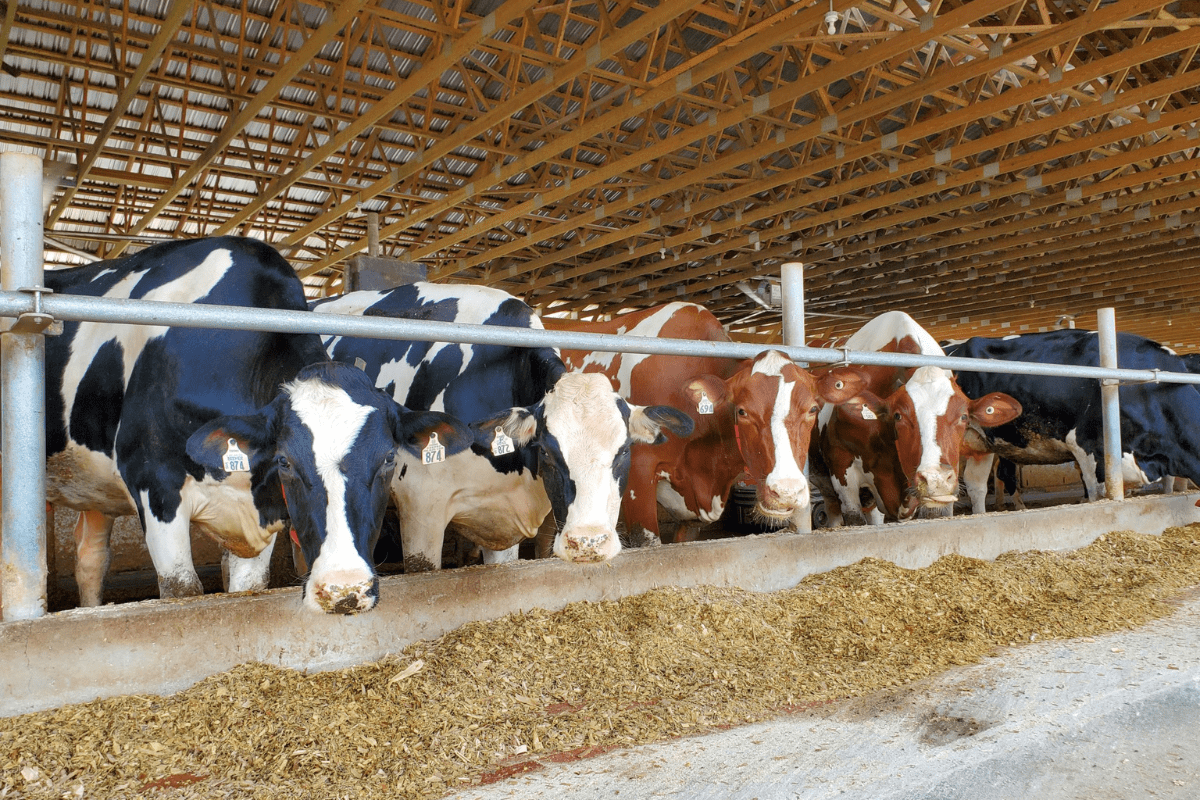 5 Reasons Dairy Farming Community Gives Thanks