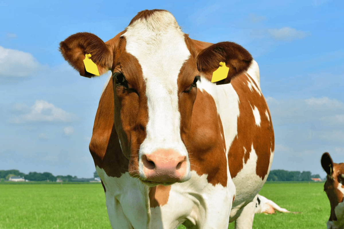 Conventional Milk vs. Organic Milk vs. Grass-Fed Milk – Is There a Difference?