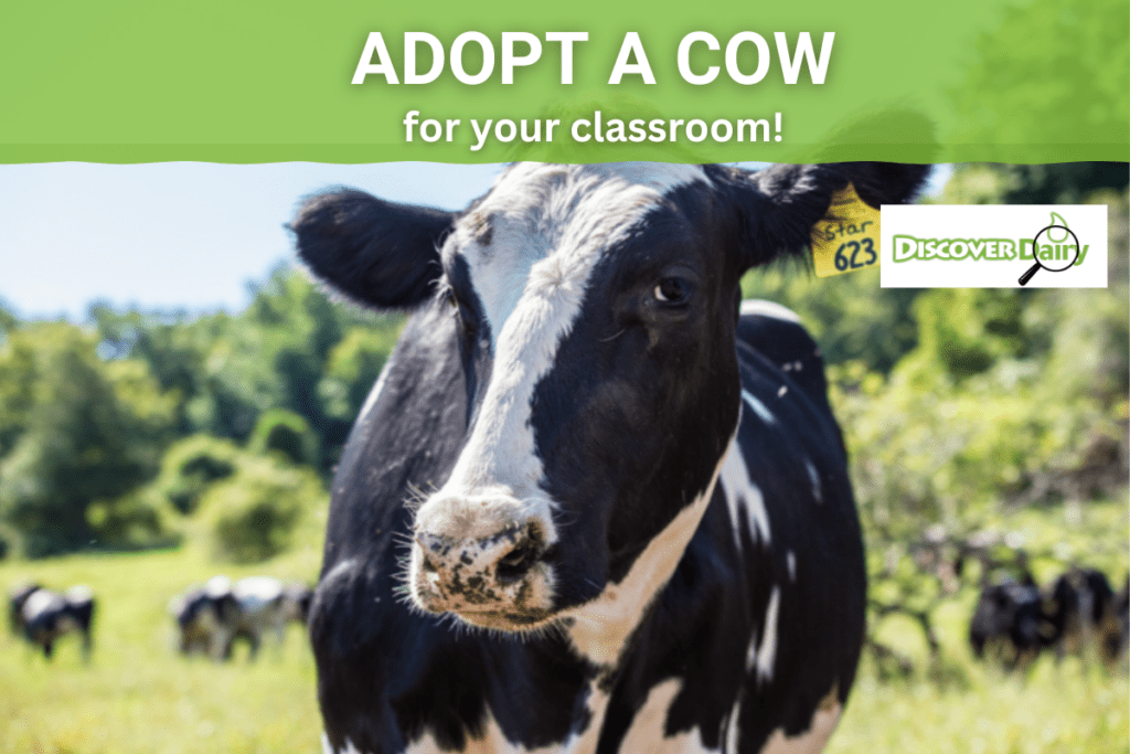 A cow in a field with a banner displaying the text 'Adopt a cow for your classroom!'.