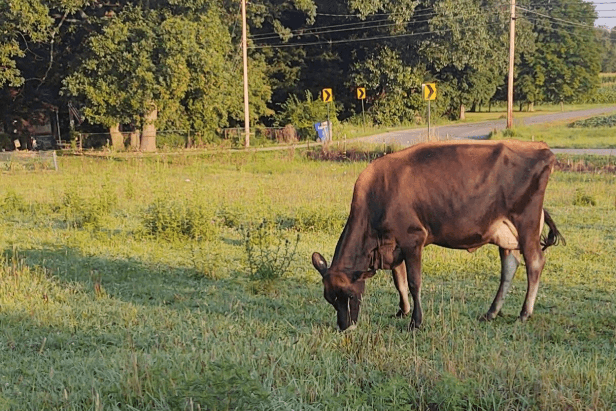 New York Dairy Farmer Hosts Live Chat with Adopt a Cow Classroom Participants