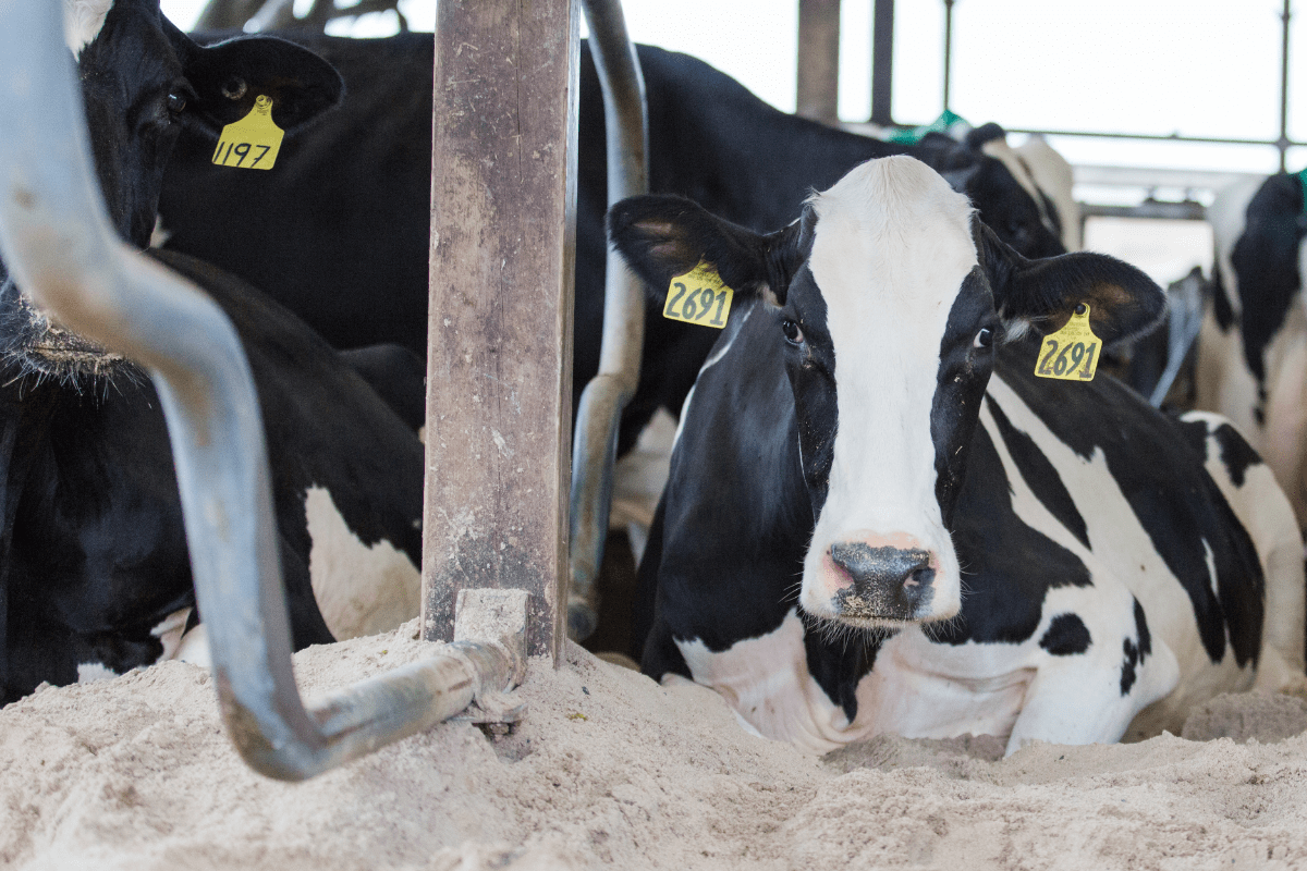 National Dairy Month – June 2023