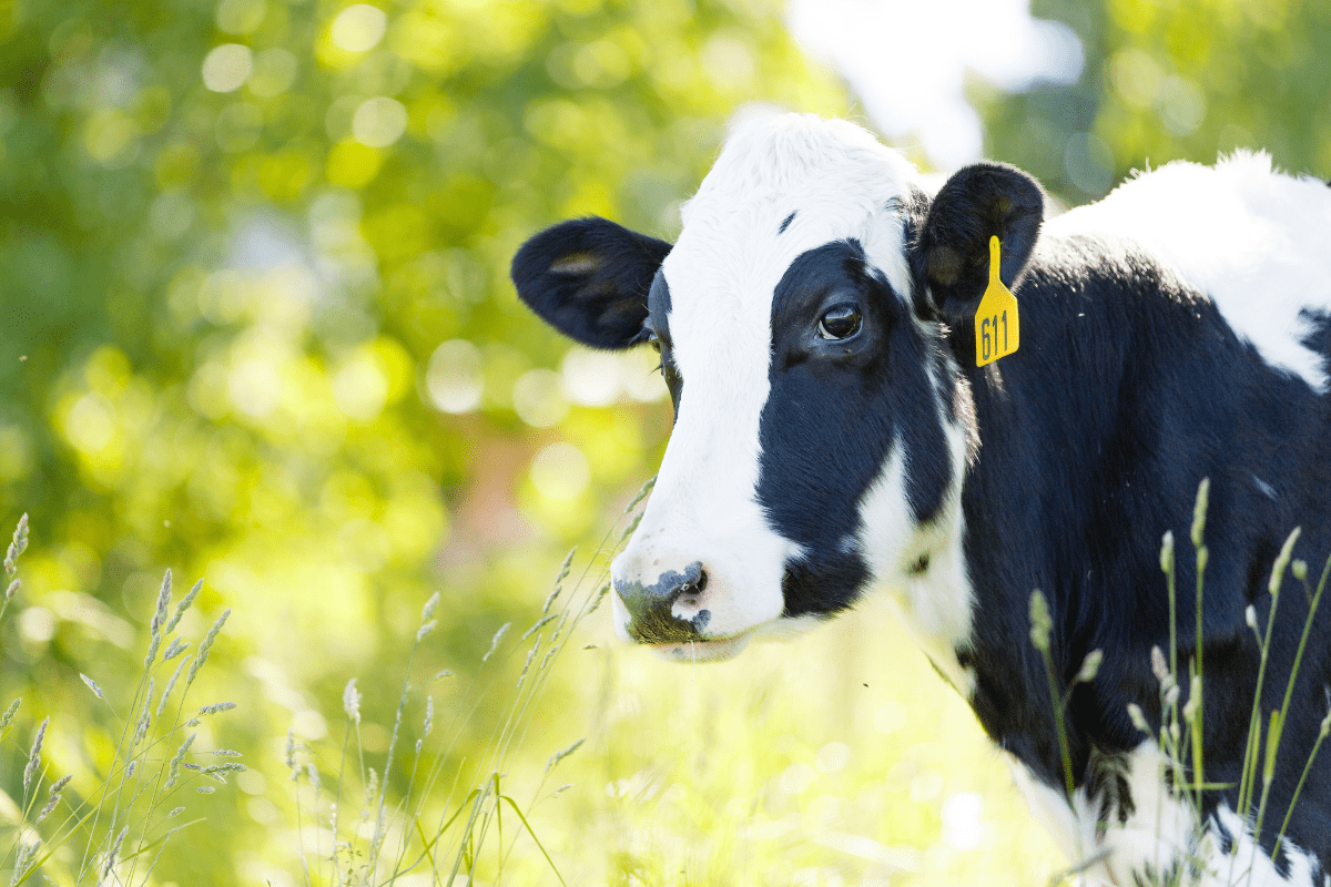Celebrate National Dairy Month